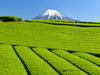 静岡茶畑